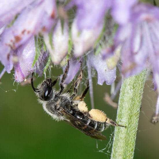 Andrena geranii (Waterleaf Mining Bee) | Minnesota DNR