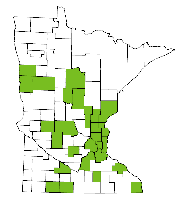 Andrena geranii (Waterleaf Mining Bee) | Minnesota DNR