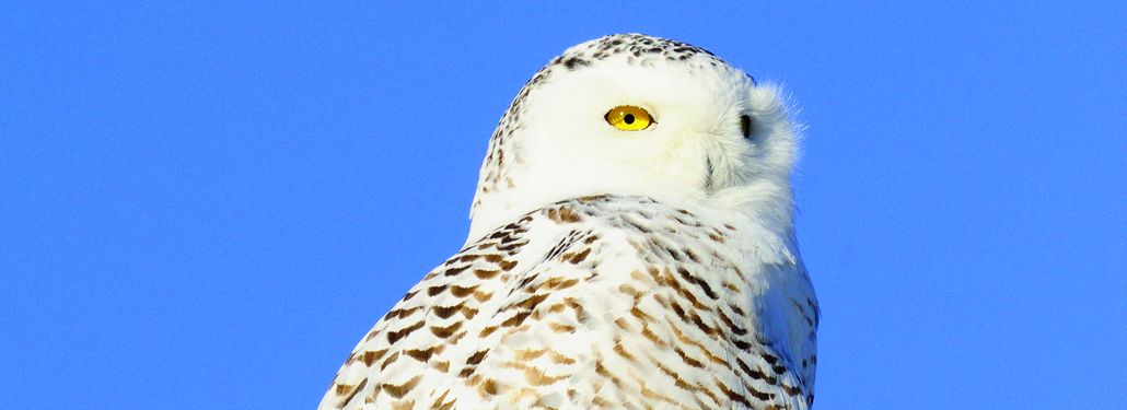 Minnesota Profile: Snowy Owl (Bubo scandiacus) | January–February