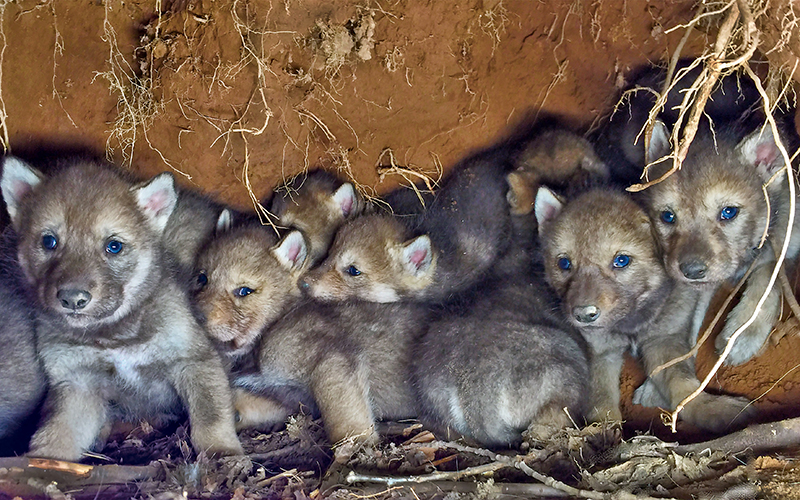 Triple Baby Wolves Wolf Babies
