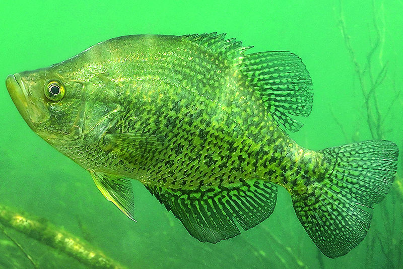 DNR: Fish & Wildlife: Crappie Fishing