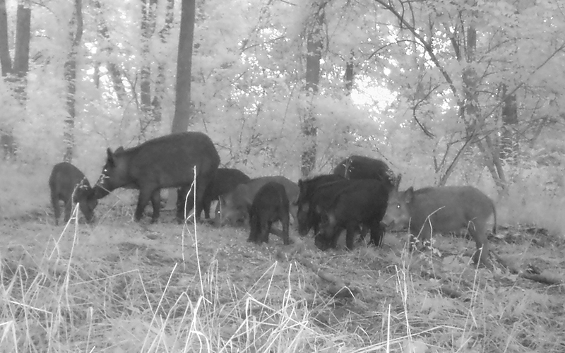Feral Hogs In Michigan