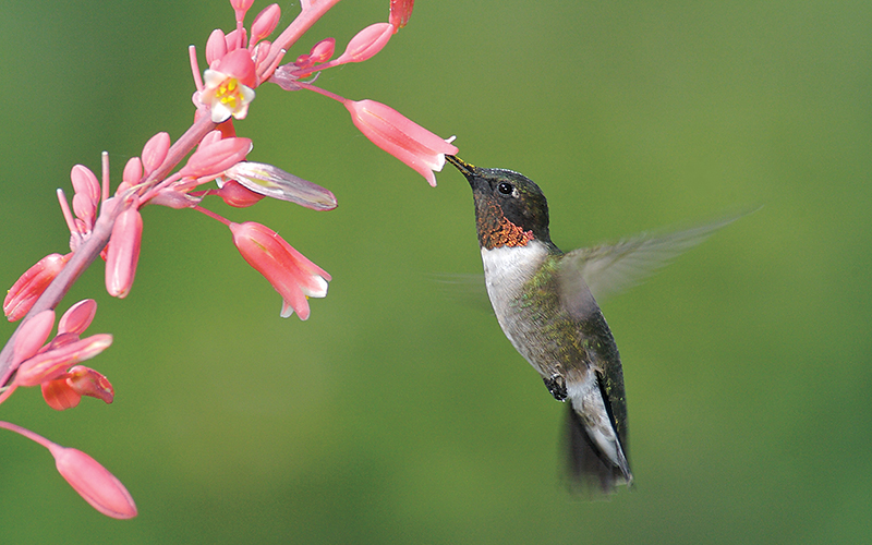 Young Naturalists: Jewels of the Sky | May–June 2022 | Minnesota 