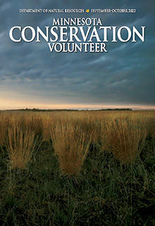 Minnesota Profile: Northern bog lemming (Synaptomys borealis), September–October 2022, Minnesota Conservation Volunteer