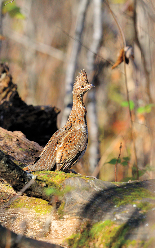  バード  Grouse-FinnFest 2020 Minnesota ruffed grouse preview: Uncertainty, cautious optimism