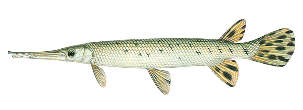 Minnesota Profile: Longnose Gar (Lepisosteus osseus) and Shortnose