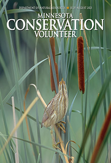 Minnesota Profile: Northern bog lemming (Synaptomys borealis), September–October 2022, Minnesota Conservation Volunteer