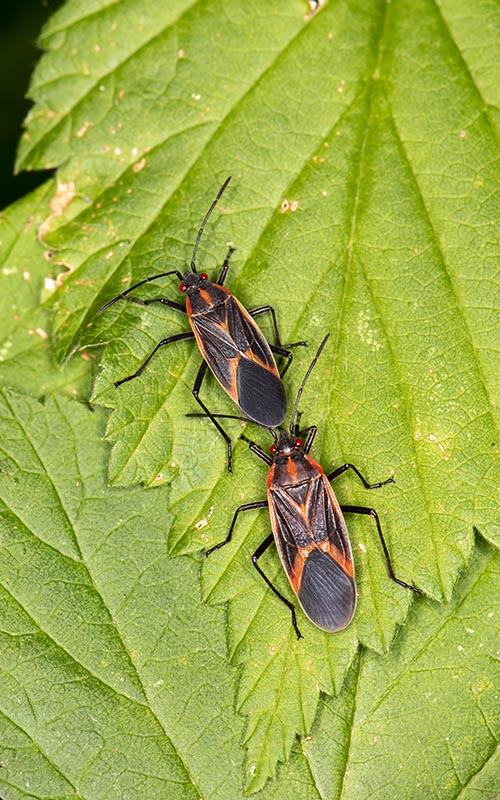 Minnesota Profile: Boxelder Bug (Boisea Trivittata) | September