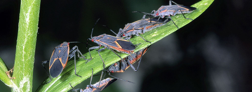 Minnesota Profile: Boxelder Bug (Boisea Trivittata) | September