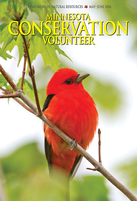 Minnesota Conservation Volunteer