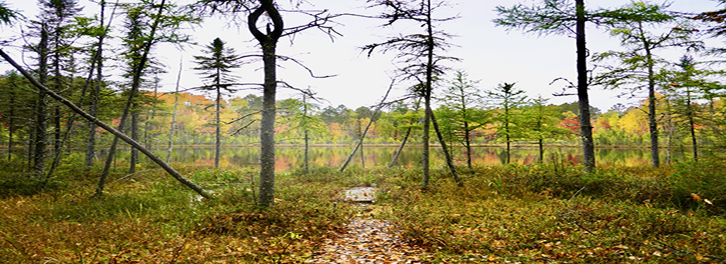 Essay: Tannin-Stained Reflections | November–December 2024