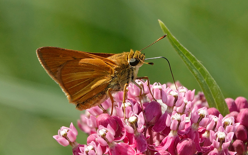 Essay: From Birds to Butterflies | November–December 2024