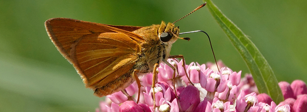 Essay: From Birds to Butterflies | November–December 2024