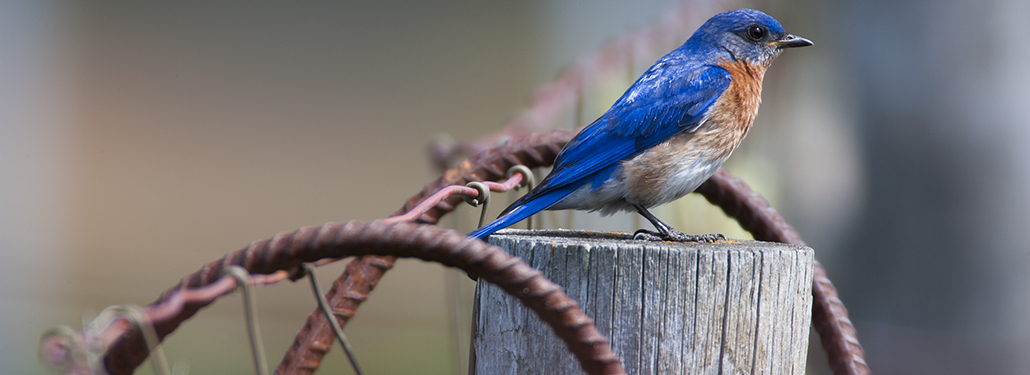 From the Editor: Singing the Blues | September–October 2024