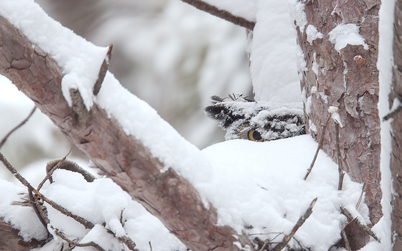 Photo Essay: The Winter Nest | March–April 2026 | Minnesota