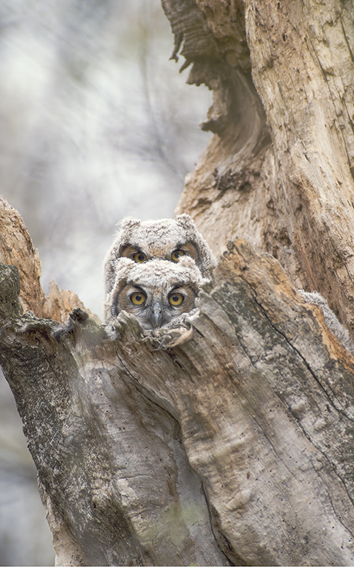 Photo Essay: The Winter Nest | March–April 2026 | Minnesota
