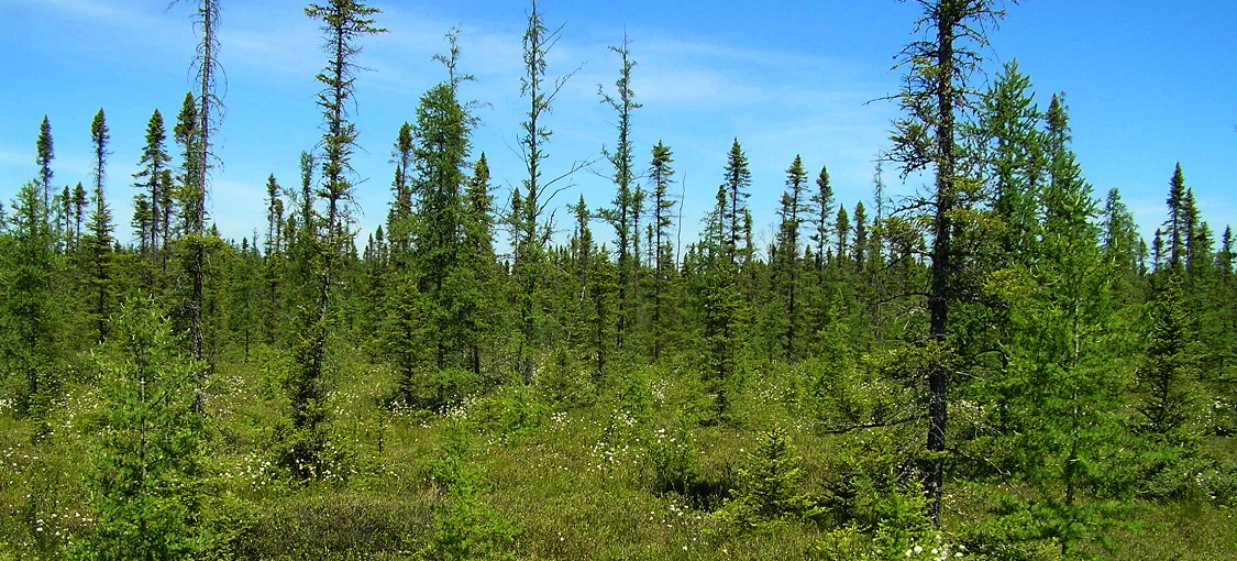 Northern Spruce Bog