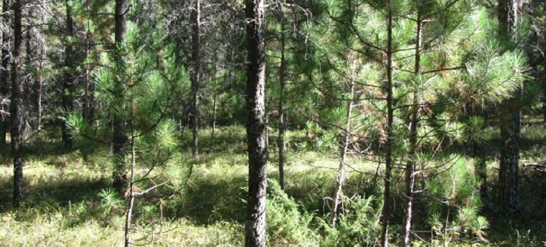 Central Poor Dry Pine Woodland