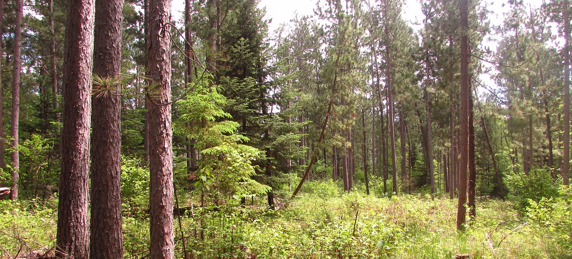 Central Rich Dry Pine Woodland