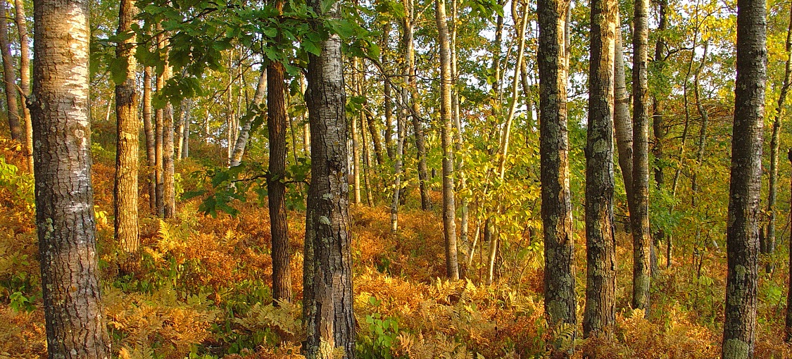 Central Dry Oak-Aspen (Pine) Woodland