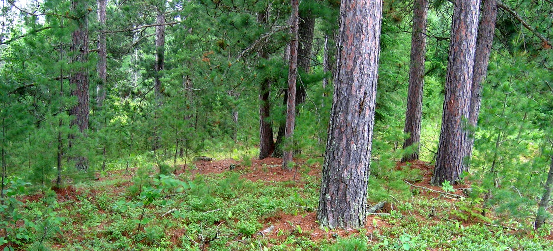 Northern Dry-Sand Pine Woodland