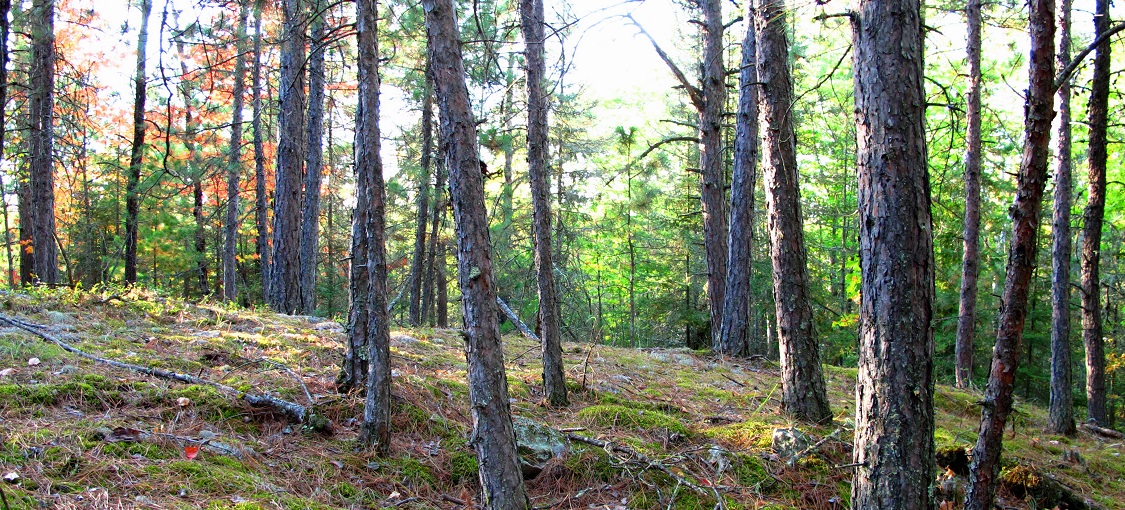 Northern Dry-Bedrock Pine (Oak) Woodland