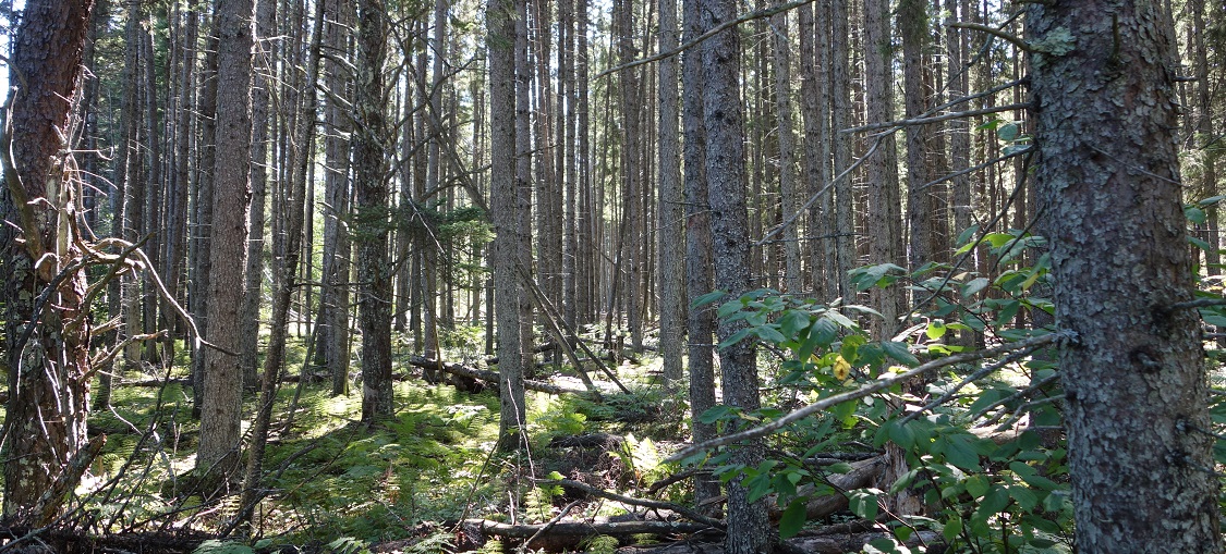 Northern Poor Dry-Mesic Mixed Woodland