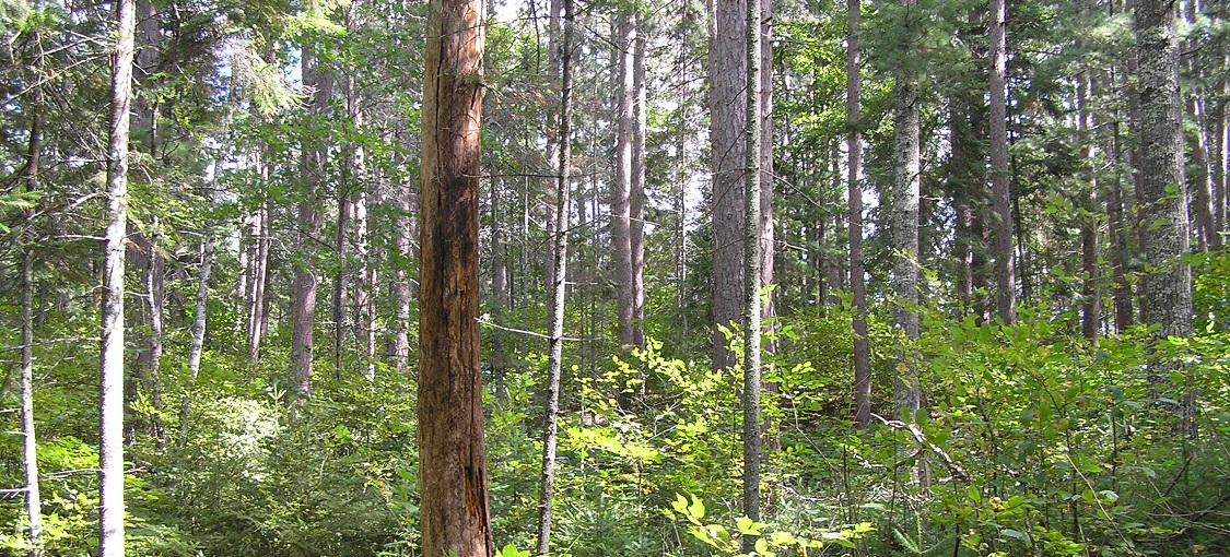 Northern Mixed Woodland FDn33 | Minnesota DNR