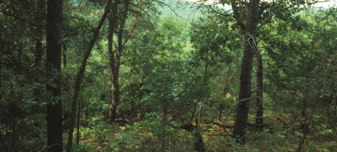Southern Dry-Mesic Pine-Oak Woodland