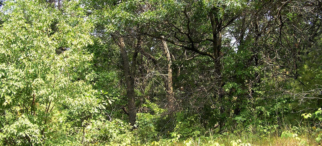 Southern Dry-Mesic Oak (Maple) Woodland