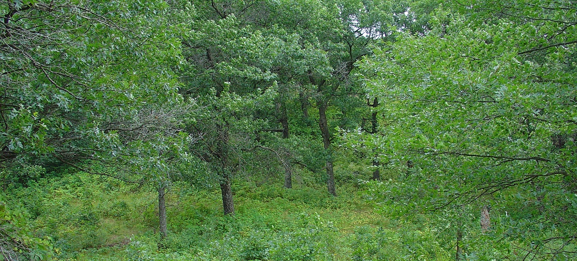 Southern Dry-Mesic Oak-Hickory Woodland