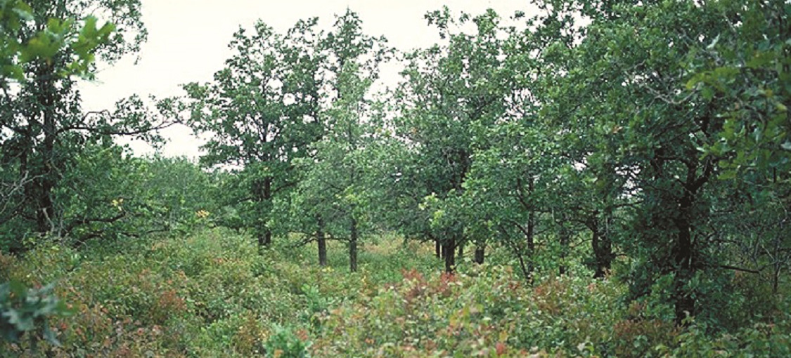 Northwestern Dry-Mesic Oak Woodland