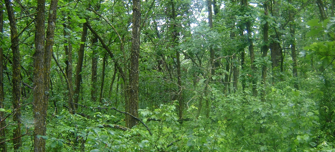 Northwestern Wet-Mesic Aspen Woodland