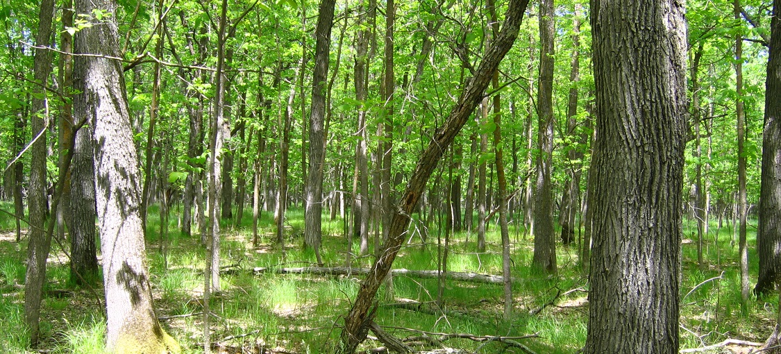 Northern Terrace Forest