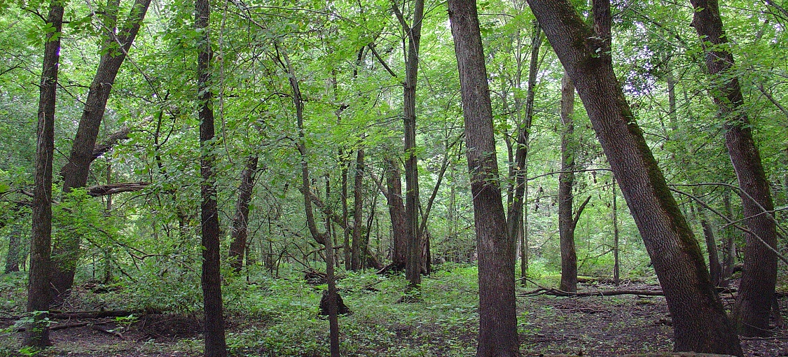 Southern Terrace Forest