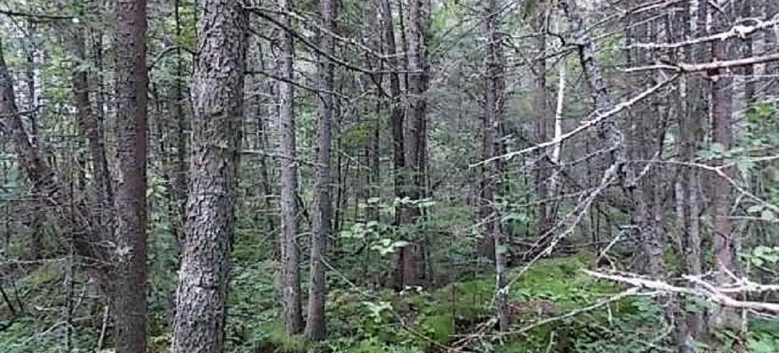 Northern Rich Spruce Swamp (Basin)