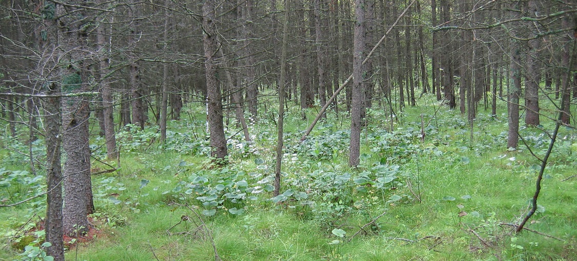 Southern Rich Conifer Swamp