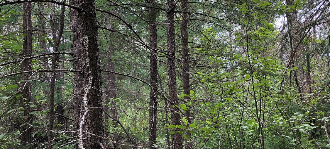 Northwestern Rich Conifer Swamp