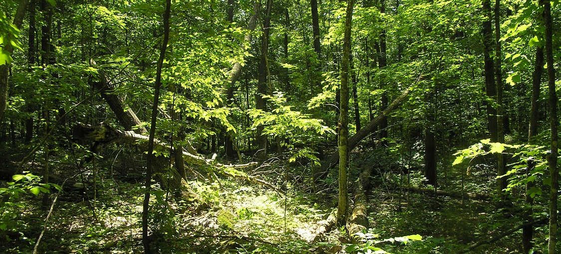Conversion Harvest In Rich Mesic Northern Hardwood Stand Stockbridge Munsee Reservation Wi Great Lakes Silviculture Library