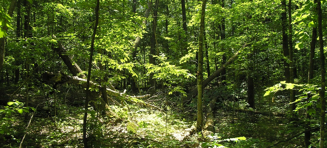 Central Mesic Hardwood Forest (Eastern)