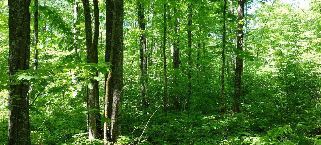 Northern Mesic Hardwood Forest