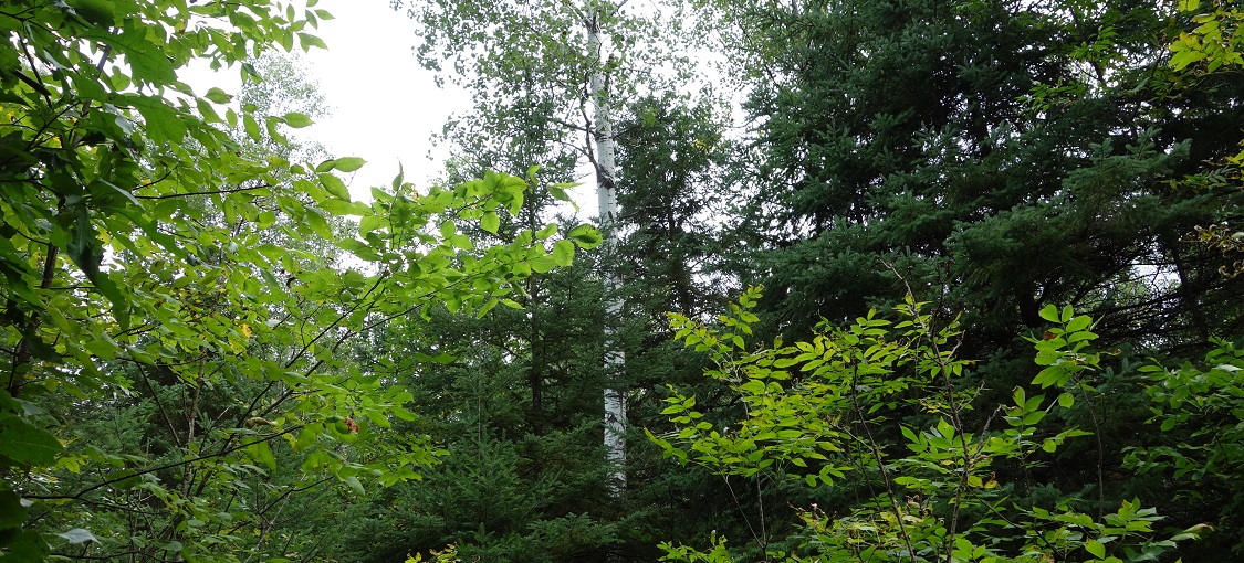Northern Wet-Mesic Boreal Hardwood-Conifer Forest
