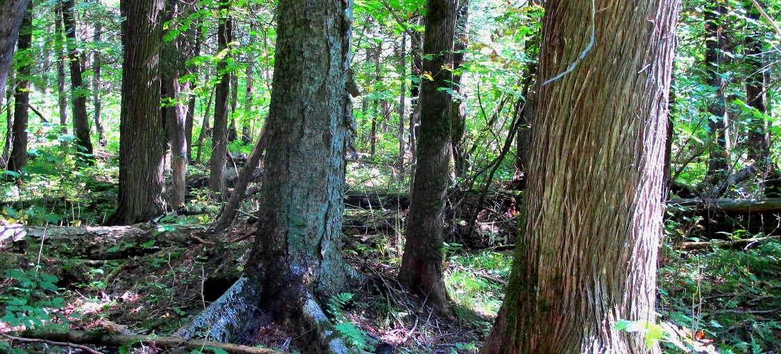 Northern Mesic Hardwood (Cedar) Forest