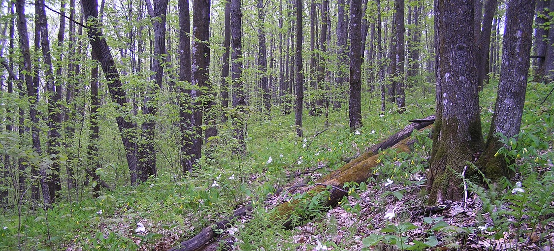 Northern Rich Mesic Hardwood Forest