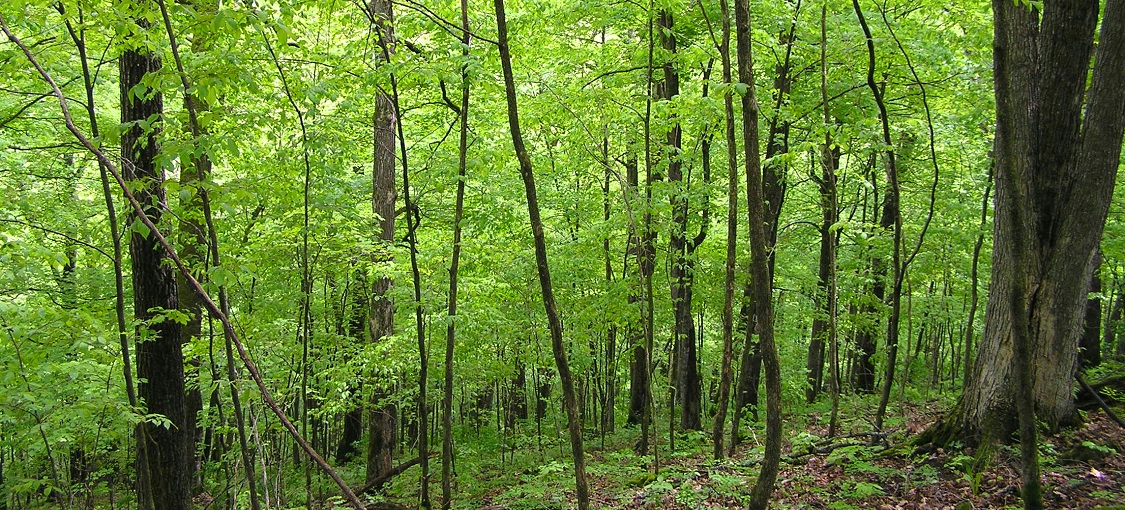 Southern Mesic Oak-Basswood Forest