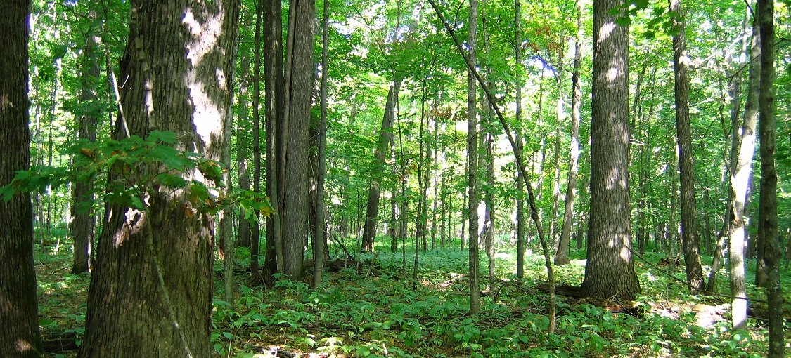 Southern Mesic Maple-Basswood Forest