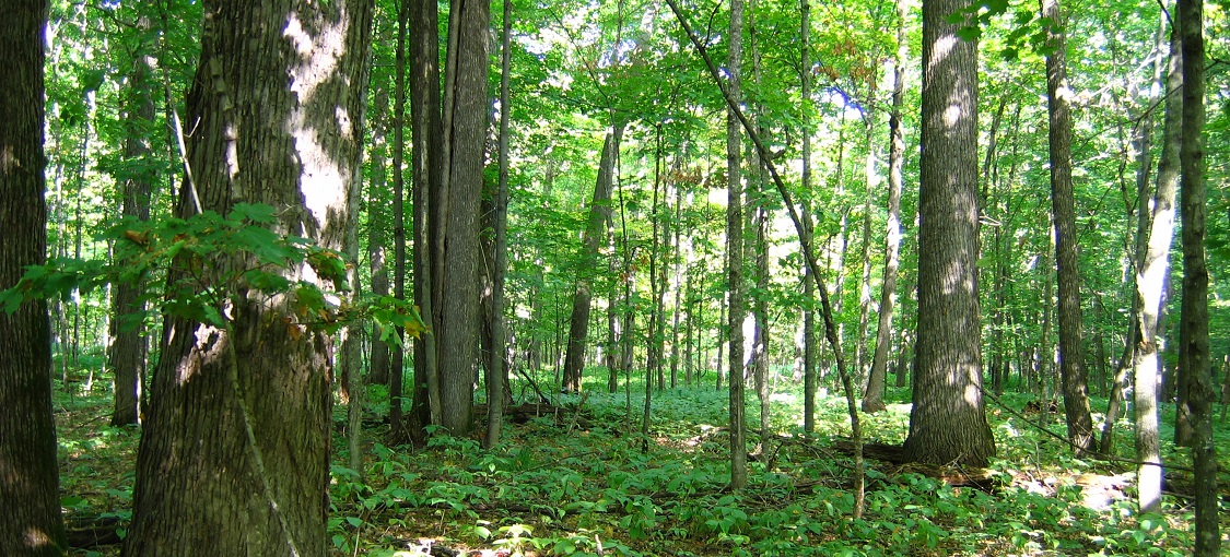 Minnesota Seasons - American basswood