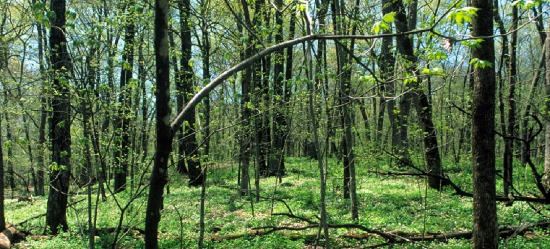 Southern Wet Mesic Hardwood Forest Mhs49 Minnesota Dnr