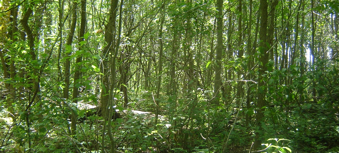 Northwestern Wet-Mesic Hardwood Forest