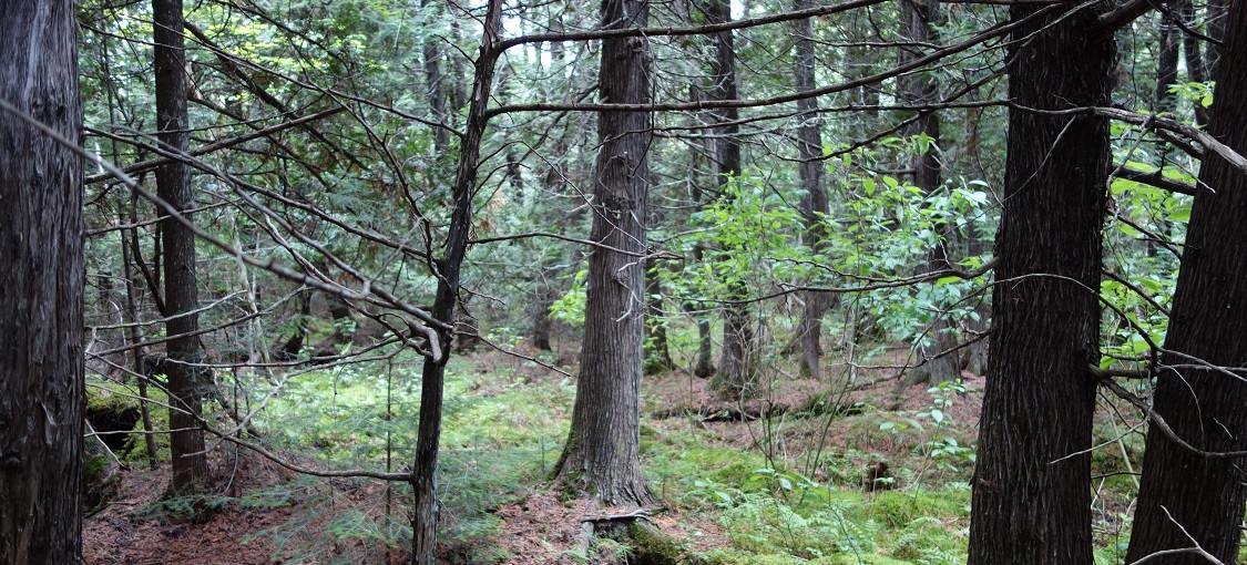 Northern Wet Cedar Forest